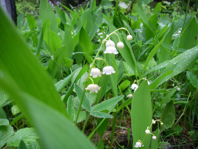 IMGP1128