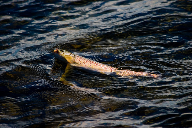 CRW_0936021